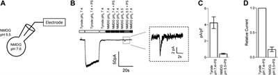 The Underlying Mechanism of Modulation of Transient Receptor Potential Melastatin 3 by protons